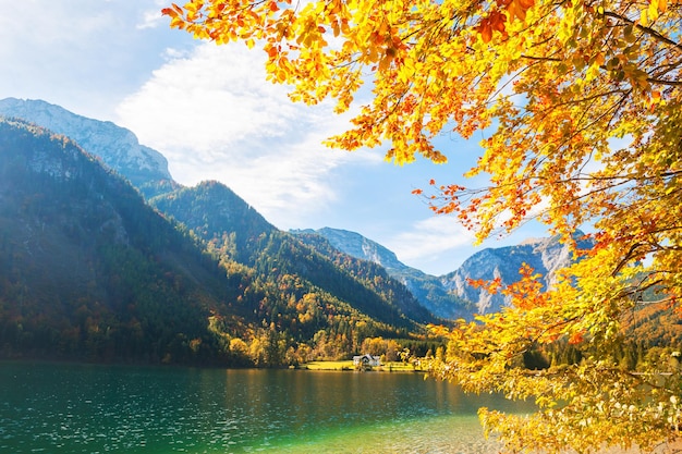 Arbres d'automne jaune sur la côte du lac Vorderer Langbathsee dans les Alpes autrichiennes.