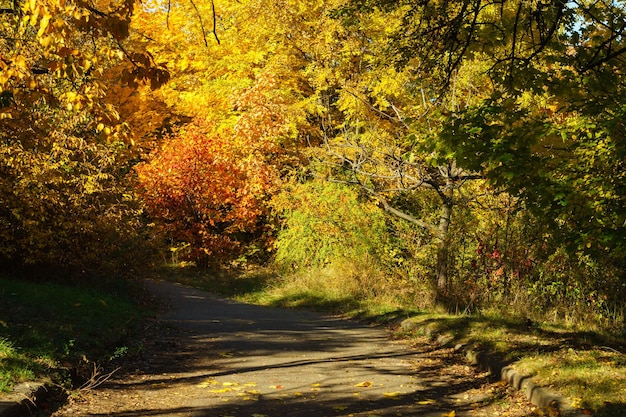 Arbres d'automne jaunes et oranges dans l'allée du parc