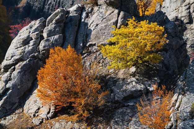 Arbres d'automne jaunes sur une pente de montagne