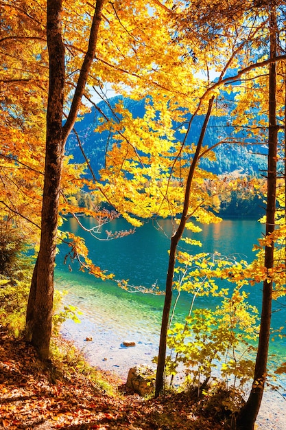 Arbres d'automne jaunes sur la rive du lac de montagne