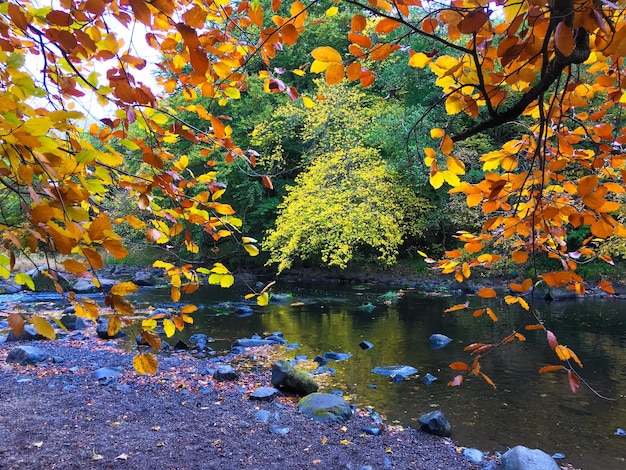 Photo des arbres d'automne par rivière