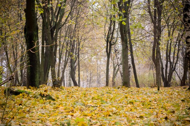 Arbres en automne parc