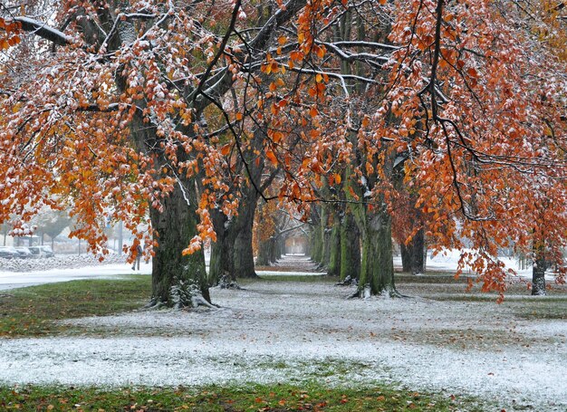 Photo les arbres en automne pendant l'hiver