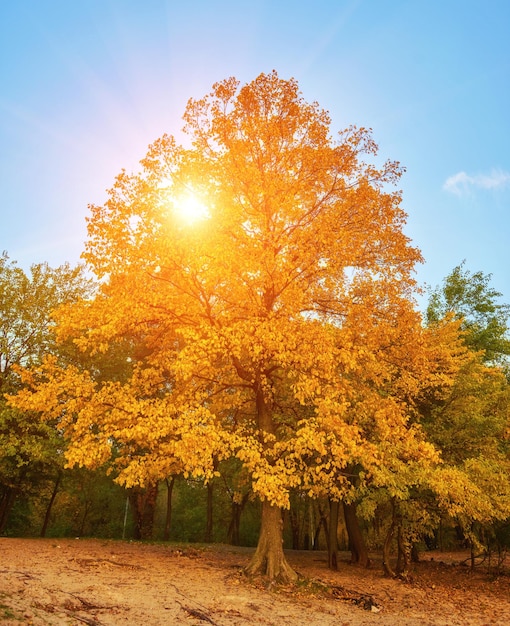 Arbres d'automne près de la rivière laisse sur le sable