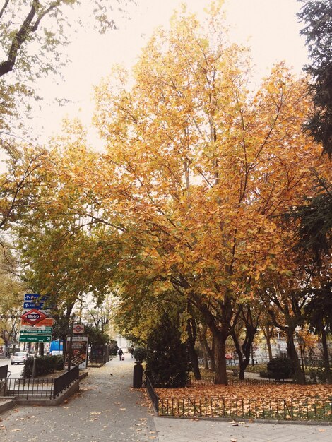 Les arbres à l'automne