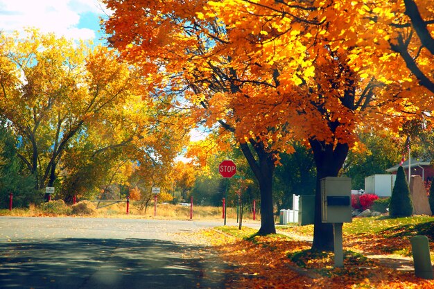 Photo les arbres à l'automne