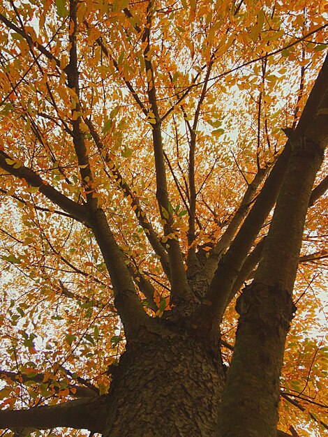 Les arbres à l'automne