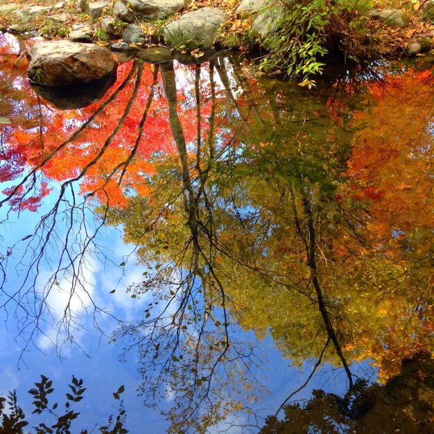 Les arbres à l'automne