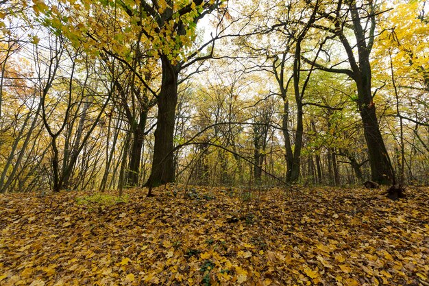 arbres d'automne