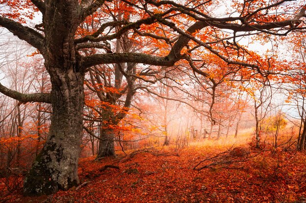 Arbres aux feuilles jaunes dans la forêt d'automne. Beau paysage d'automne.