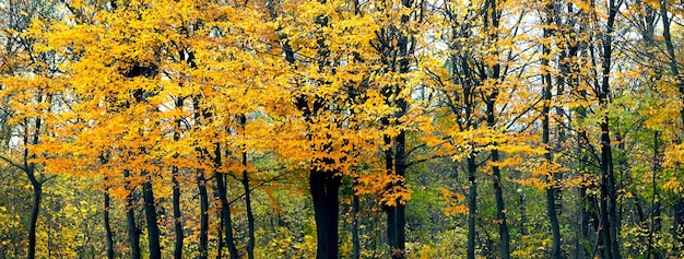 Arbres aux feuilles jaunes dans la forêt d'automne, fond d'automne