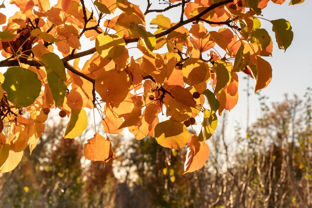 Arbres aux feuilles jaunes pour la saison d'automne