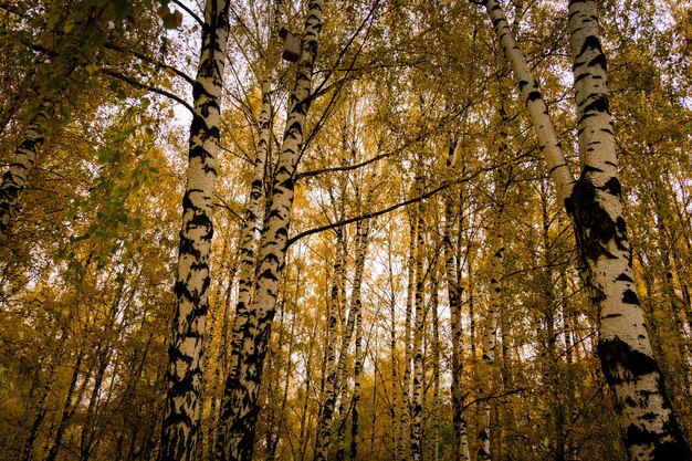 Arbres aux feuilles jaunes