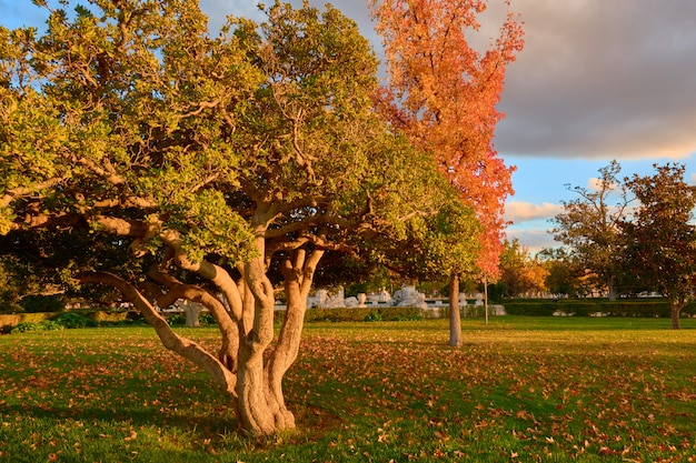 Photo arbres aux feuilles vertes et brunes dans le jardin du parterre en automne