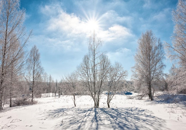 Arbres aux sommets enneigés sous le soleil scintillant, belle journée d'hiver