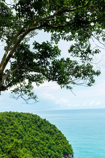 Arbres avec un beau fond de l'océan Indien.