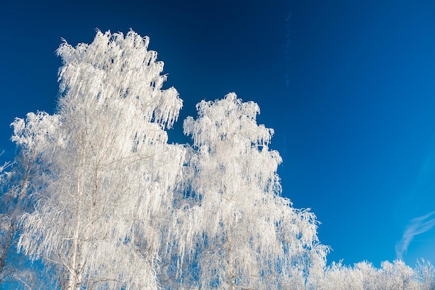 Arbres blancs et ciel bleu. Givre et neige sur les arbres dans la forêt d'hiver. Beau paysage d'hiver.