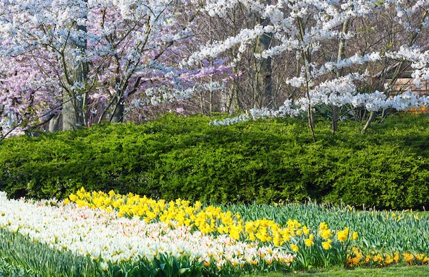 Arbres blancs en fleurs, tulipes blanches et narcisses jaunes dans le parc du printemps