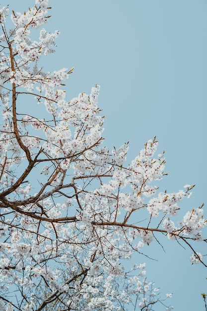 Arbres blancs en fleurs