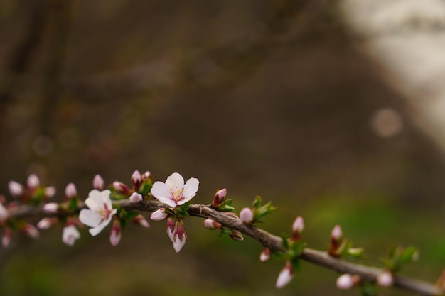 Arbres blancs en fleurs