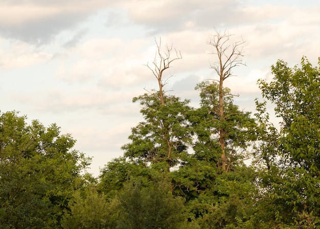 Arbres avec des branches sèches sur le dessus sans feuilles