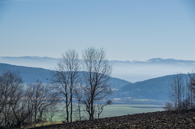 Arbres et brouillard en hiver