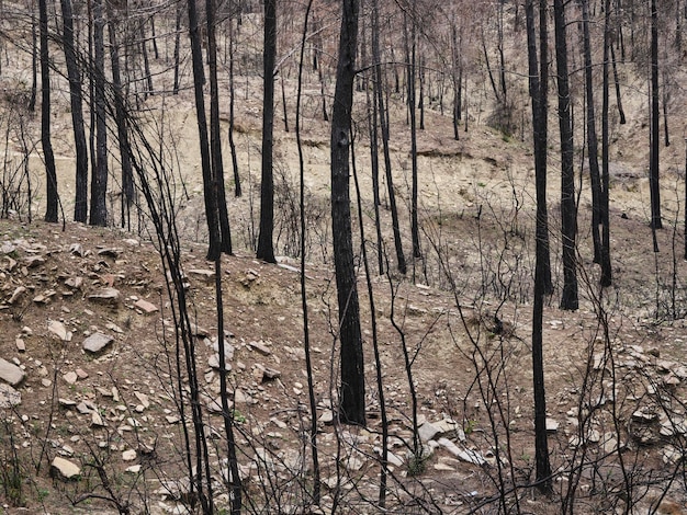 Arbres brûlés dans la forêt