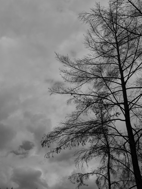 Arbres brûlés dans la forêt