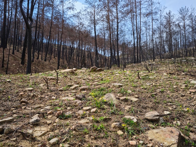 Arbres brûlés dans la forêt