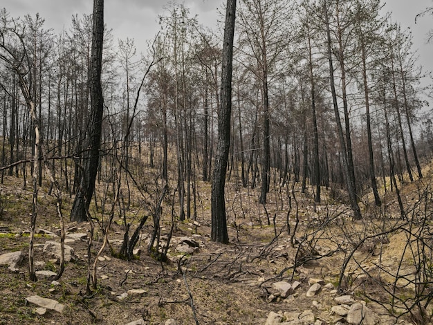 Arbres brûlés dans la forêt