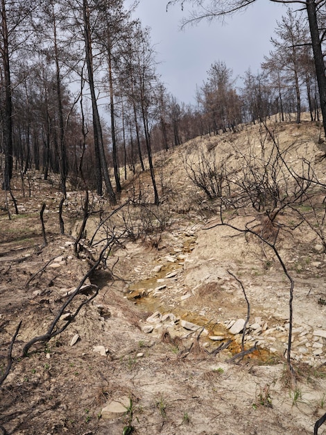 Arbres brûlés dans la forêt