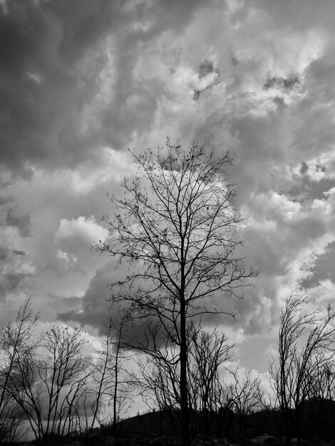 Arbres brûlés et fond de ciel