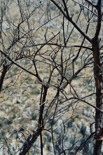 Arbres brûlés morts avec des branches nues après un incendie de forêt catastrophique