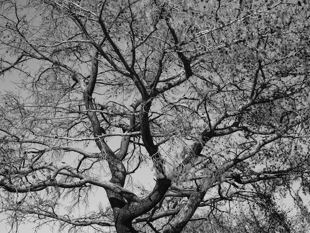 Arbres brûlés et paysage spectaculaire