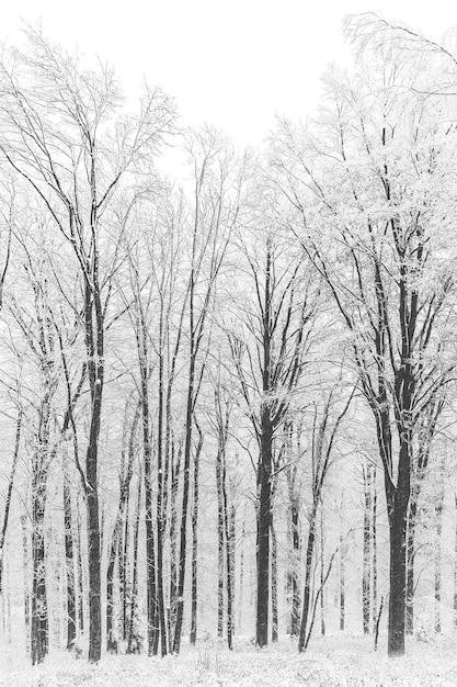 Des arbres brumeux à BW