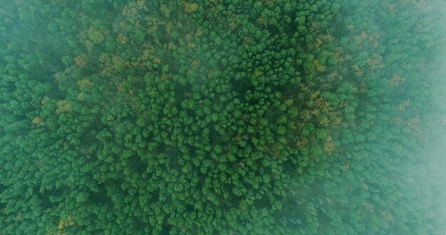 Photo des arbres brumeux forêt aérienne bois mystique magnifique été sauvage parc national belle nature dans