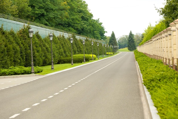 Arbres et buissons poussant le long de la route goudronnée