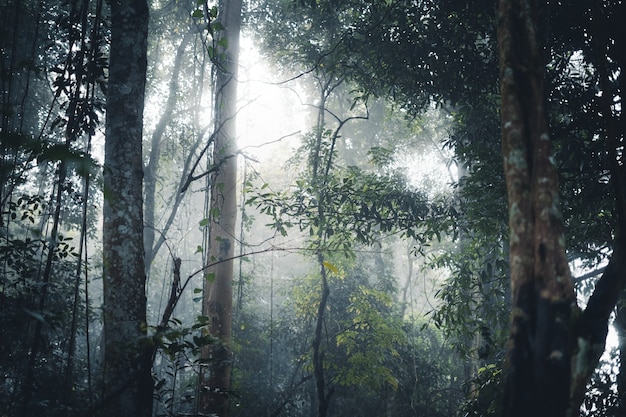 Arbres et caféiers dans la forêt brumeuse le matin