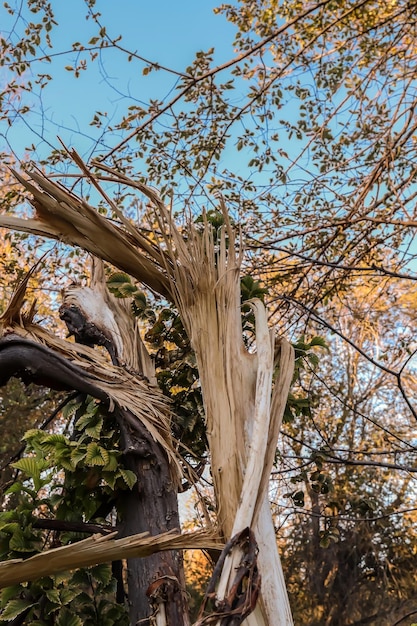 Arbres cassés dans la forêt après un vent fort