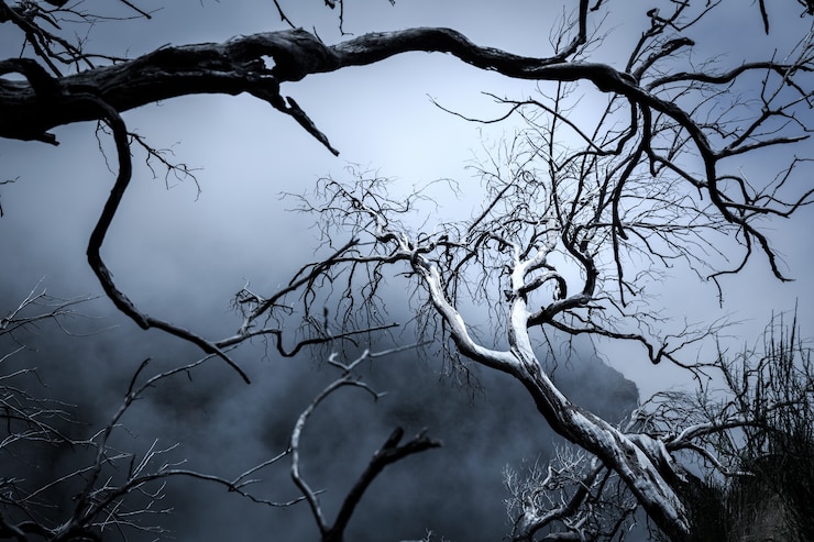 Photo arbres de cauchemar