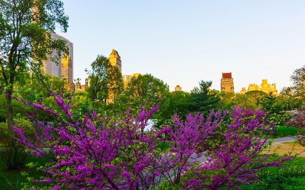 Arbres de Central Park New York West à Midtown Manhattan, USA. Découvre avec l'architecture Skyline of Skyscrapers à New York. Paysage urbain urbain et nature de NY, États-Unis