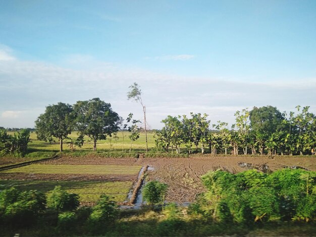 Photo des arbres sur un champ agricole contre le ciel