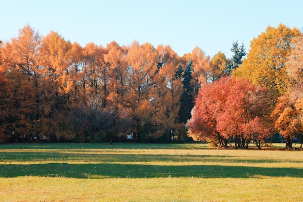 Des arbres sur le champ à l'automne