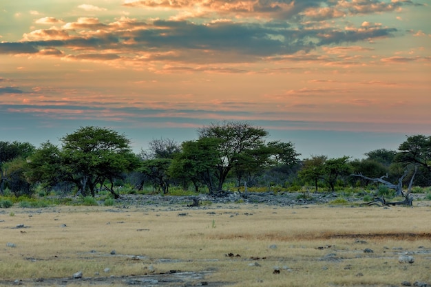 Des arbres sur le champ contre le ciel au coucher du soleil