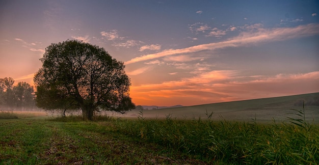 Des arbres sur le champ contre le ciel au coucher du soleil