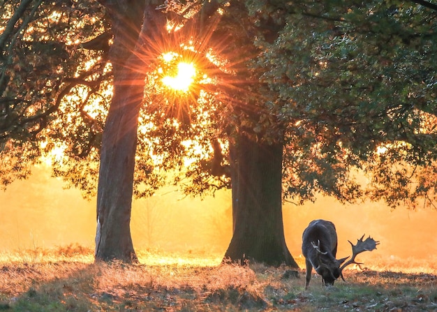 Photo des arbres sur le champ contre le ciel au coucher du soleil