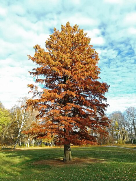 Photo des arbres sur le champ contre le ciel en automne