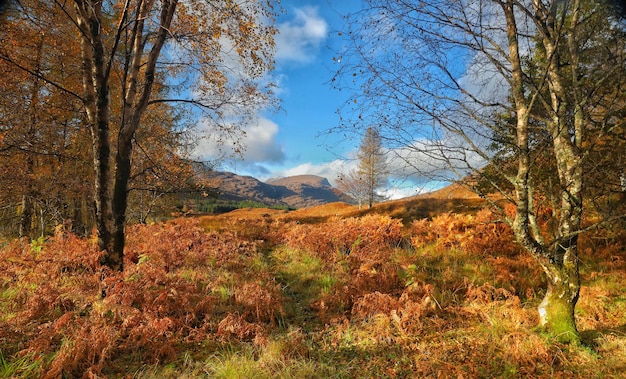 Photo des arbres sur le champ contre le ciel en automne