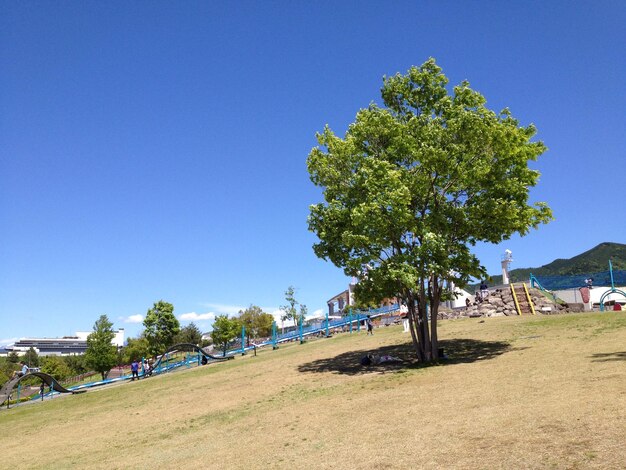 Photo des arbres sur le champ contre un ciel bleu clair