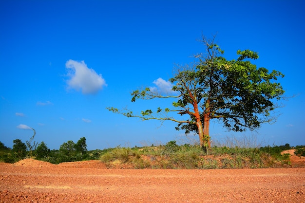 Photo des arbres sur le champ contre le ciel bleu